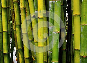 Green Bamboo