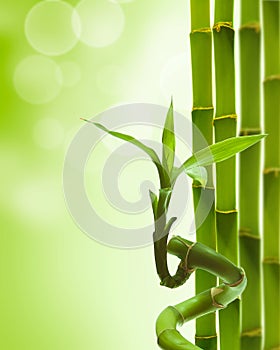 Green bamboo