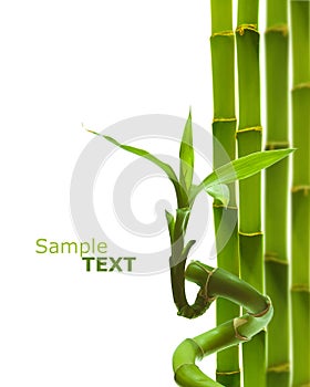 Green bamboo