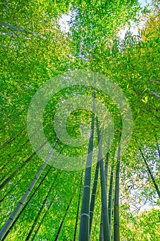 Green bamboo background