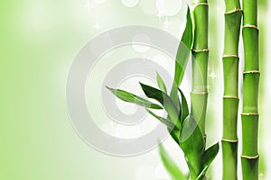 Verde bambú 