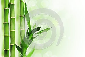 Green bamboo background