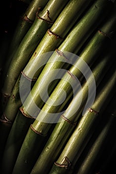 Green Bamboo background