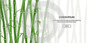 Green bamboo background. Asian forest set. China culture. Traditional plant. Beautiful template for header, banner, card or