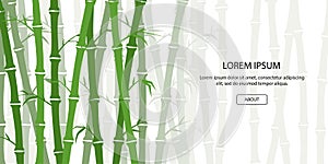 Green bamboo background. Asian forest set. China culture. Traditional plant. Beautiful template for header, banner, card or photo