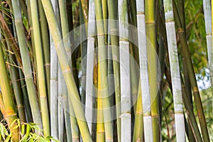 Green Bamboo of Bambusa cerosissima growing the park in Guangdong and Guangxi Province, China