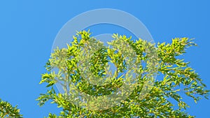 Green Bamboo With Blue Sky Background In Sunny Day. Bamboo Tree With Sky Background.