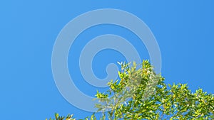 Green Bamboo With Blue Sky Background In Sunny Day. Bamboo Tree With Sky Background.