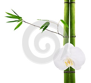 Green bamboo branches and white orchid flower