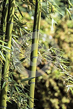 Green bamboo cane 3