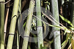 Green bamboo canes group 4