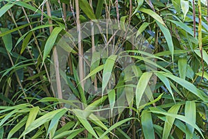 Green bamboo close up