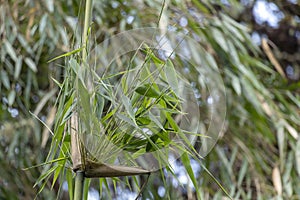 Green bamboo close up with green forest background