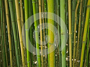 green bamboo culms nature background