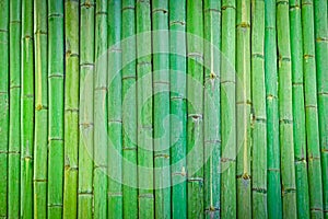 Green Bamboo fence background,Bamboo wood texture