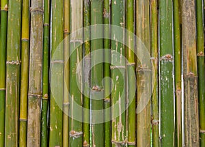 green bamboo fence background texture pattern