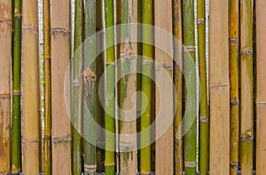 green bamboo fence background texture pattern