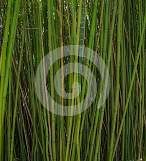 Green bamboo forest