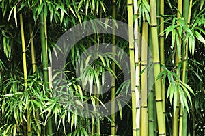 Green bamboo forest