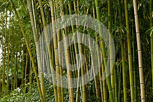 Green bamboo forest