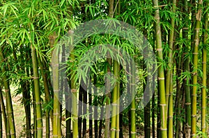 Green bamboo forest