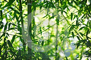 Green Bamboo Forest In China