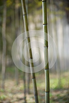 Green bamboo forest in China