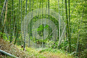 Green Bamboo Forest In China