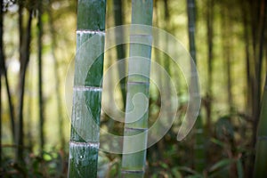 Green bamboo forest in China