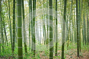 Green Bamboo Forest In China