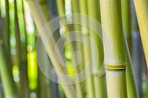 Green bamboo forest closeup, Bambusoideae