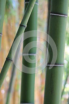 Green Bamboo Forest Detail Jungle