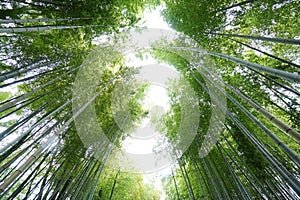 Green bamboo forest photo