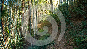 Green bamboo forest rustling by wind in Japan