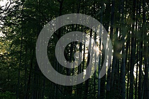 Green bamboo forest rustling by wind in Japan