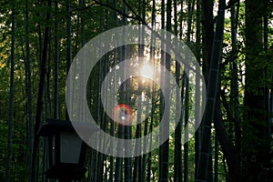 Green bamboo forest rustling by wind in Japan