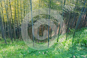 Green bamboo forest rustling by wind in Japan