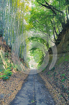 Green bamboo forest rustling by wind in Japan