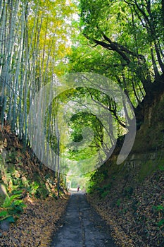 Green bamboo forest rustling by wind in Japan