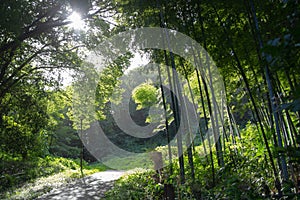 Green bamboo forest rustling by wind in Japan