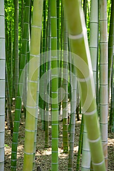 A green bamboo forest in spring sunny day