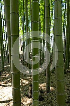 A green bamboo forest in spring sunny day