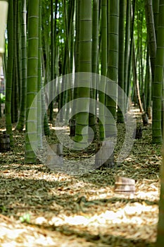 A green bamboo forest in spring sunny day