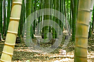 A green bamboo forest in spring sunny day