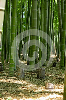 A green bamboo forest in spring sunny day