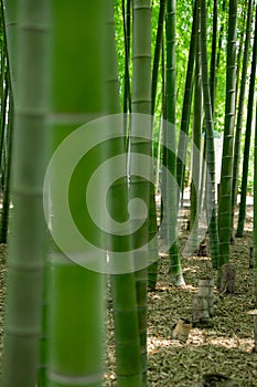 A green bamboo forest in spring sunny day