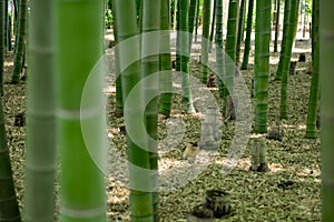 A green bamboo forest in spring sunny day