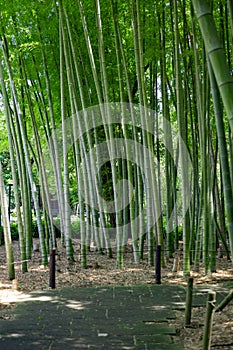 A green bamboo forest in spring sunny day