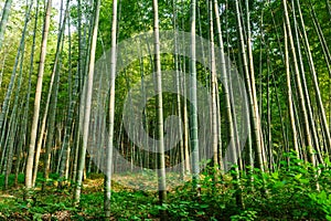 Green bamboo forest