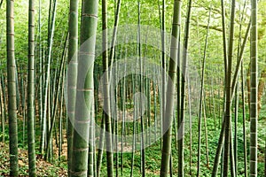 Green bamboo forest